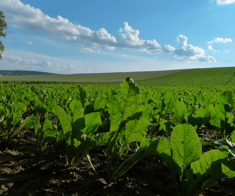 Alcool surfin 96% dénaturé multi-usages - Nadal Alcools