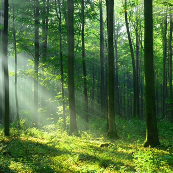 Le bio-ethanol permet de lutter contre la deforestation