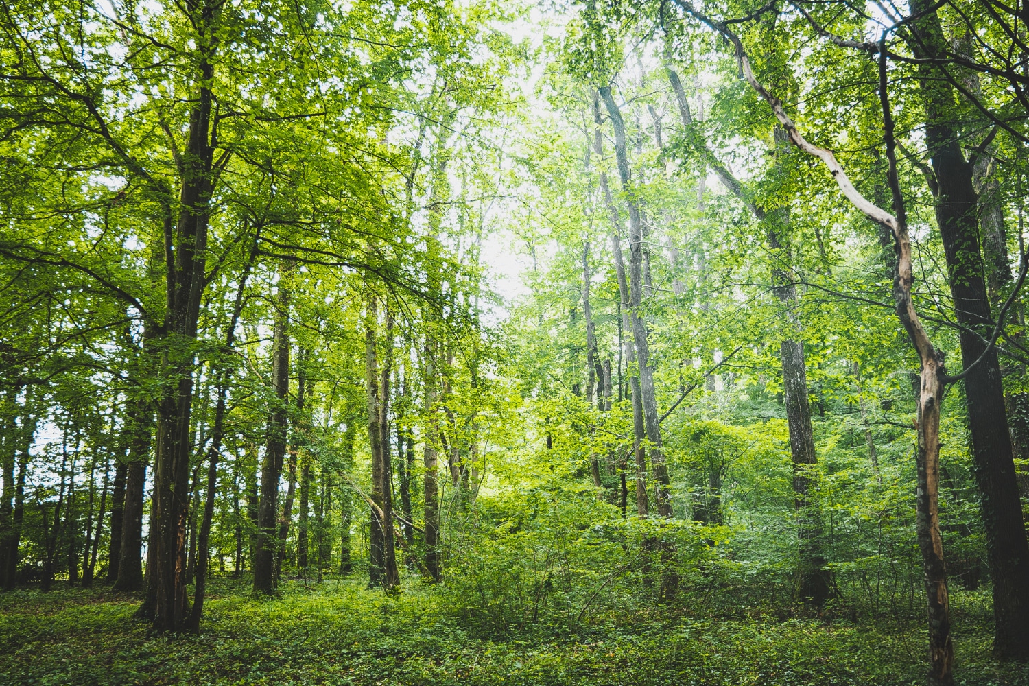 Forêt verdoyante illustrant l’engagement de Nadal Alcools avec EcoTree en faveur de la biodiversité